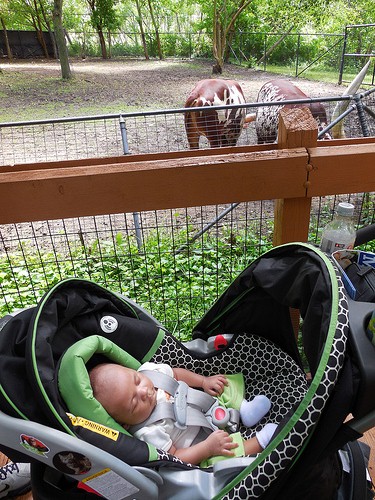 Franklin-sleeping zoo